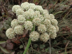 Angelica hendersonii