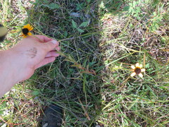 Rudbeckia tenax