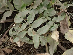 Angelica hendersonii