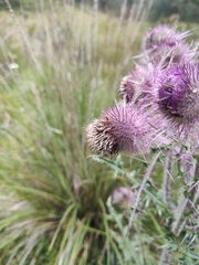 Cirsium