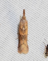 Macrorrhinia endonephele