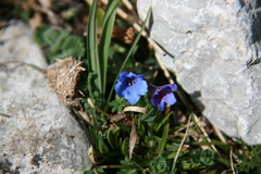 Glandora prostrata lusitanica