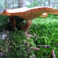 Tricholomopsis decora