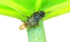 Tetanops
