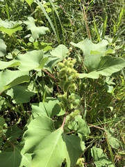 Xanthium strumarium