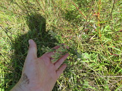 Brickellia eupatorioides