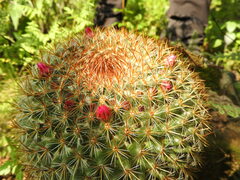 Mammillaria rhodantha