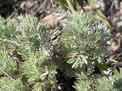 Artemisia frigida