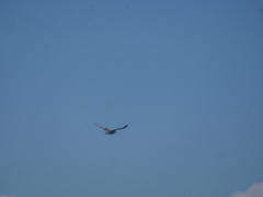 Stercorarius parasiticus