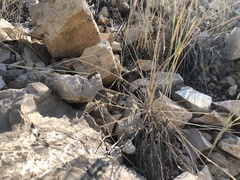 Sceloporus graciosus graciosus
