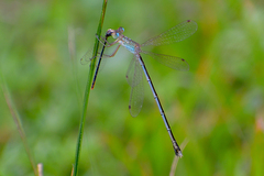 Lestes concinnus