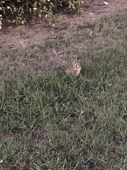 Lagomorpha