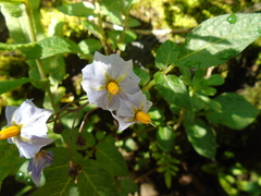 Solanum stoloniferum