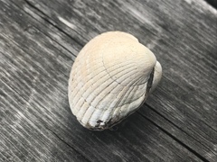 Cerastoderma edule