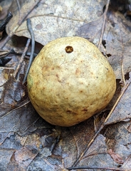 Amphibolips quercusinanis