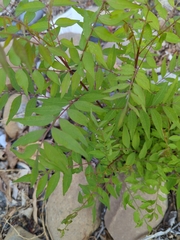 Pistacia chinensis