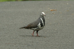 Leucosarcia melanoleuca