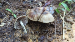 Psilocybe zapotecorum