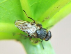Tetanops