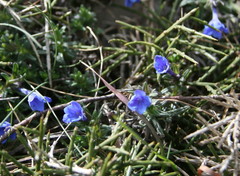 Glandora prostrata lusitanica