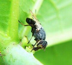 Tetanops