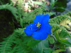 Commelina tuberosa