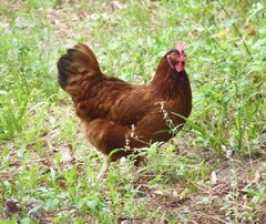Gallus gallus domesticus