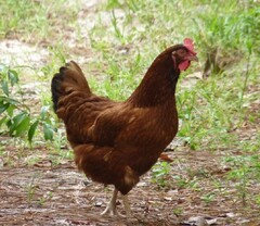 Gallus gallus domesticus