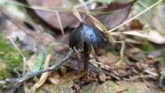 Psilocybe zapotecorum