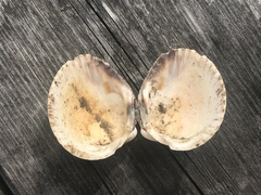 Cerastoderma edule