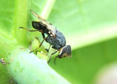 Tetanops