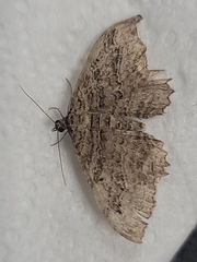 Rheumaptera meadii
