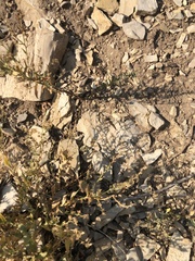 Sceloporus graciosus graciosus