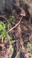Psilocybe neoxalapensis