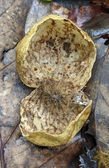 Amphibolips quercusinanis