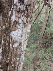 Cladoxerus