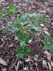 Euphorbia davidii