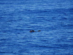 Arctocephalus townsendi