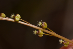 Triglochin maritima