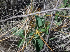 Cuscuta
