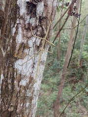 Cladoxerus