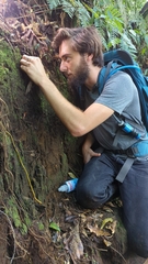 Psilocybe neoxalapensis