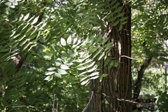 Juglans nigra