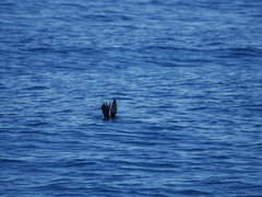 Arctocephalus townsendi