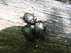 Cypherotylus californicus