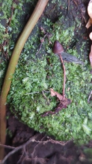 Psilocybe neoxalapensis