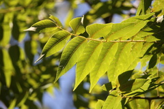 Juglans nigra