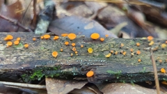 Dicephalospora rufocornea