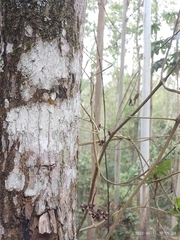 Cladoxerus