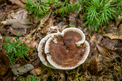 Hydnellum concrescens